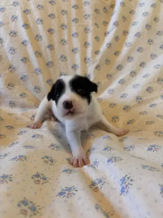 Earl Jul 26 - An Annie Pup