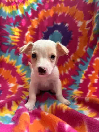 Dandelion Jul 26 - An Annie Pup