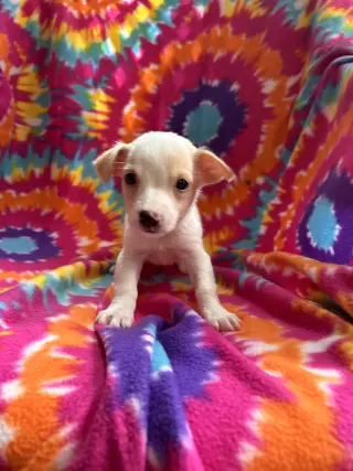 Dandelion Jul 26 - An Annie Pup