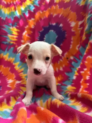 Dandelion Jul 26 - An Annie Pup