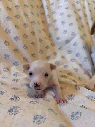 Dandelion Jul 26 - An Annie Pup