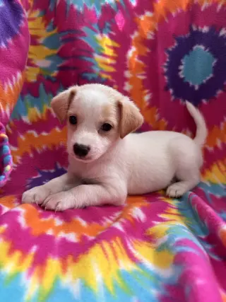 Hibiscus Jul 26 - An Annie Pup