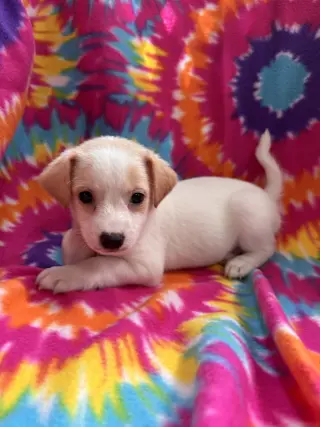 Hibiscus Jul 26 - An Annie Pup
