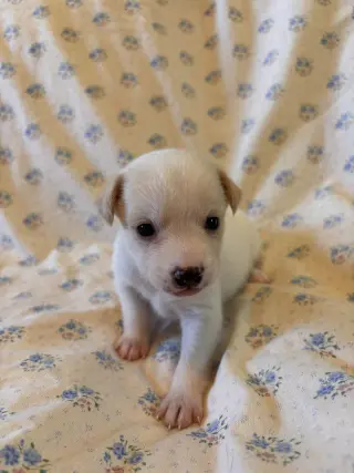 Hibiscus Jul 26 - An Annie Pup