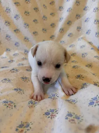 Hibiscus Jul 26 - An Annie Pup