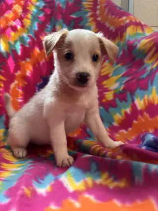 Chamomile Jul 26 - An Annie Pup