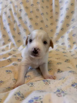 Chamomile Jul 26 - An Annie Pup