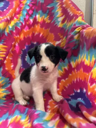 Jasmine Jul 26 - An Annie Pup