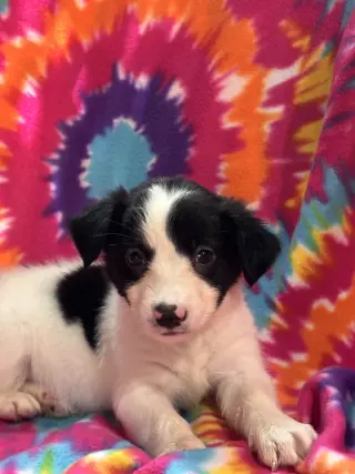 Jasmine Jul 26 - An Annie Pup