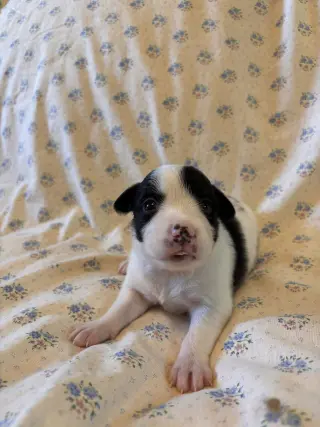 Jasmine Jul 26 - An Annie Pup