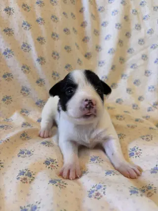 Jasmine Jul 26 - An Annie Pup