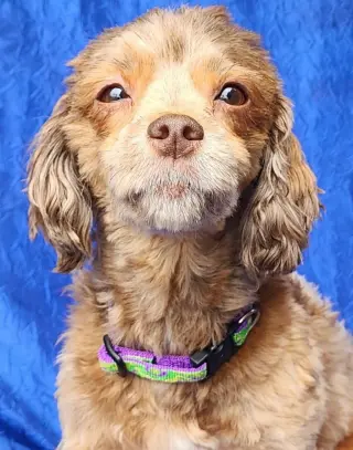 Trixie