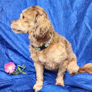 Trixie