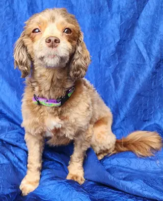Trixie