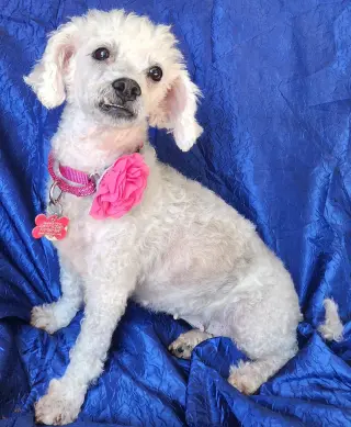Kiki