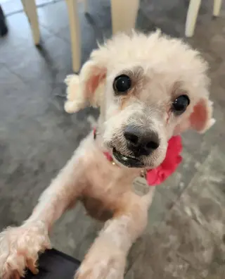 Kiki