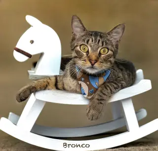 Bronco