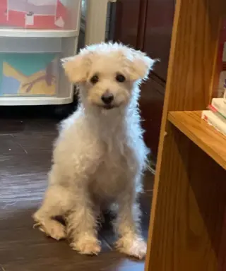 BELLA ROSE