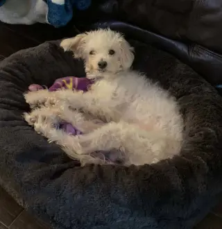 BELLA ROSE