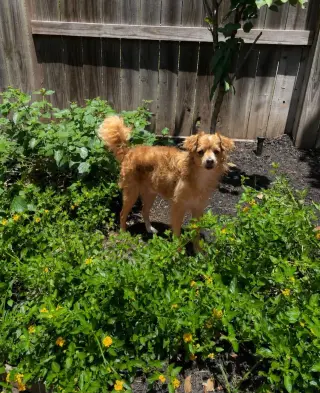 COLBY