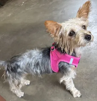 A Sabrina
