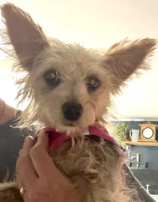A Sabrina