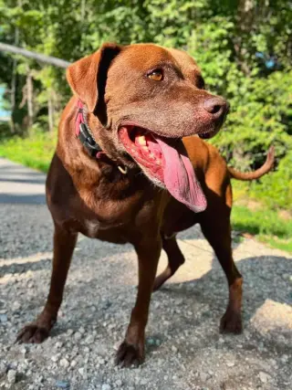 Cocoa
