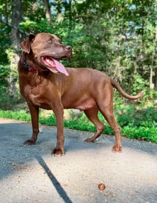 Cocoa