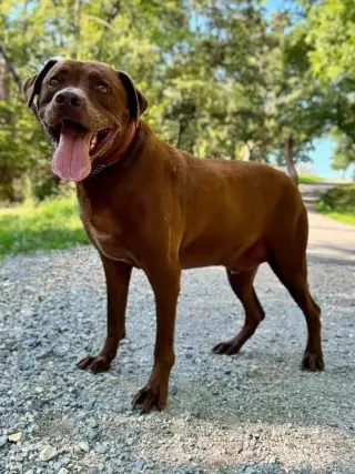 Cocoa