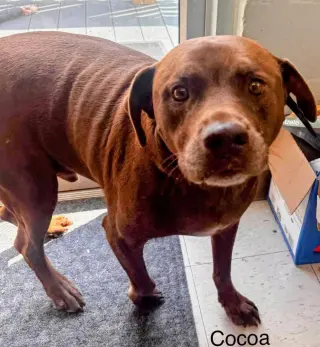 Cocoa