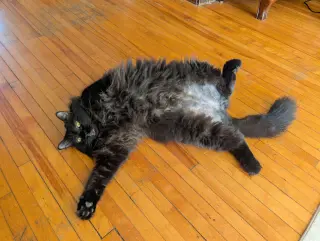 Sam