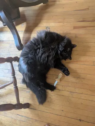 Sam
