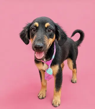 Duke