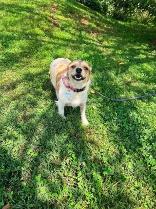 Layla