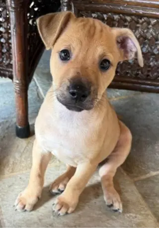 Daisy