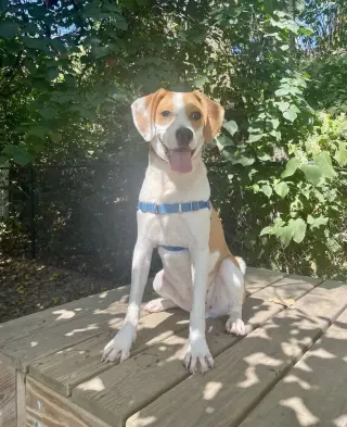 Simba