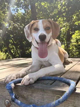 Simba