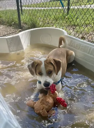 Simba