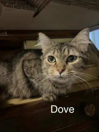 Dove