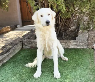 Serene Mr Shaggy Pyr = Perfection !