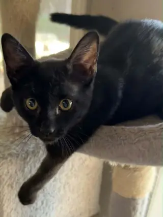 Angus