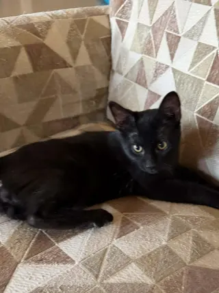 Angus