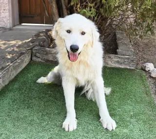 Darling Ms Daphne Pyr = SWEET !