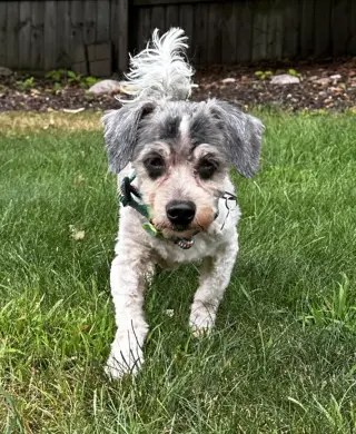 Bandit