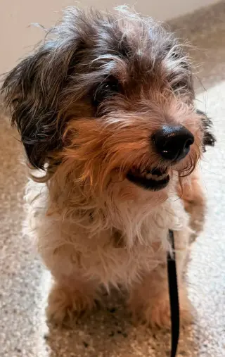 Bandit