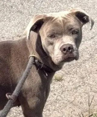 Mitzie