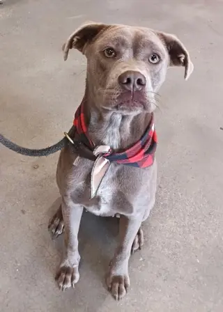Mitzie