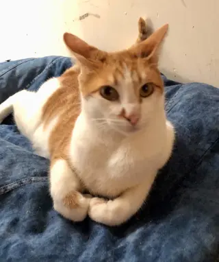 Lionel
