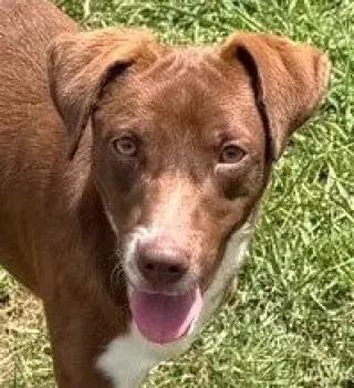 Oscar