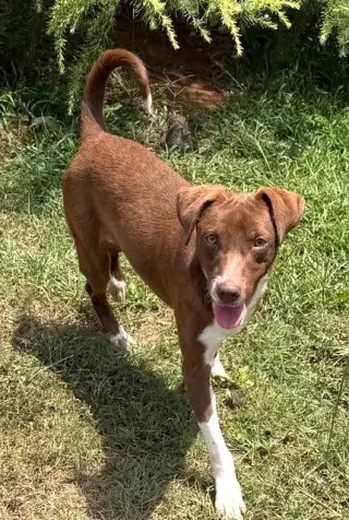 Oscar